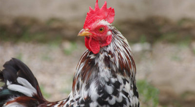 pollo-pollame-galline-allevamento-trucioli-segature-legno-bebtrucioli